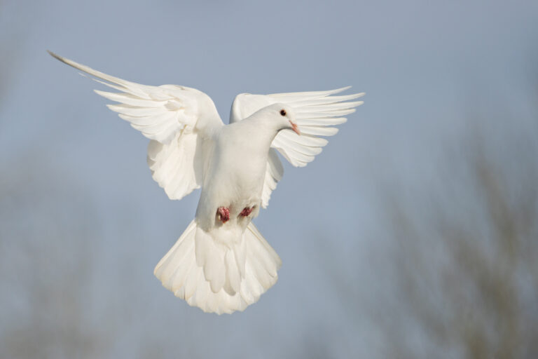 Quelle Est La Signification Des Oiseaux Qui Croisent Votre Chemin