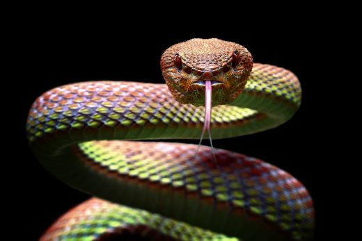 Rêver de serpent en Islam : quelle est l'interprétation spirituelle