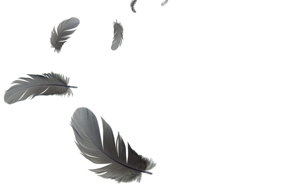 Plume grise voici la signification de ce symbole spirituel