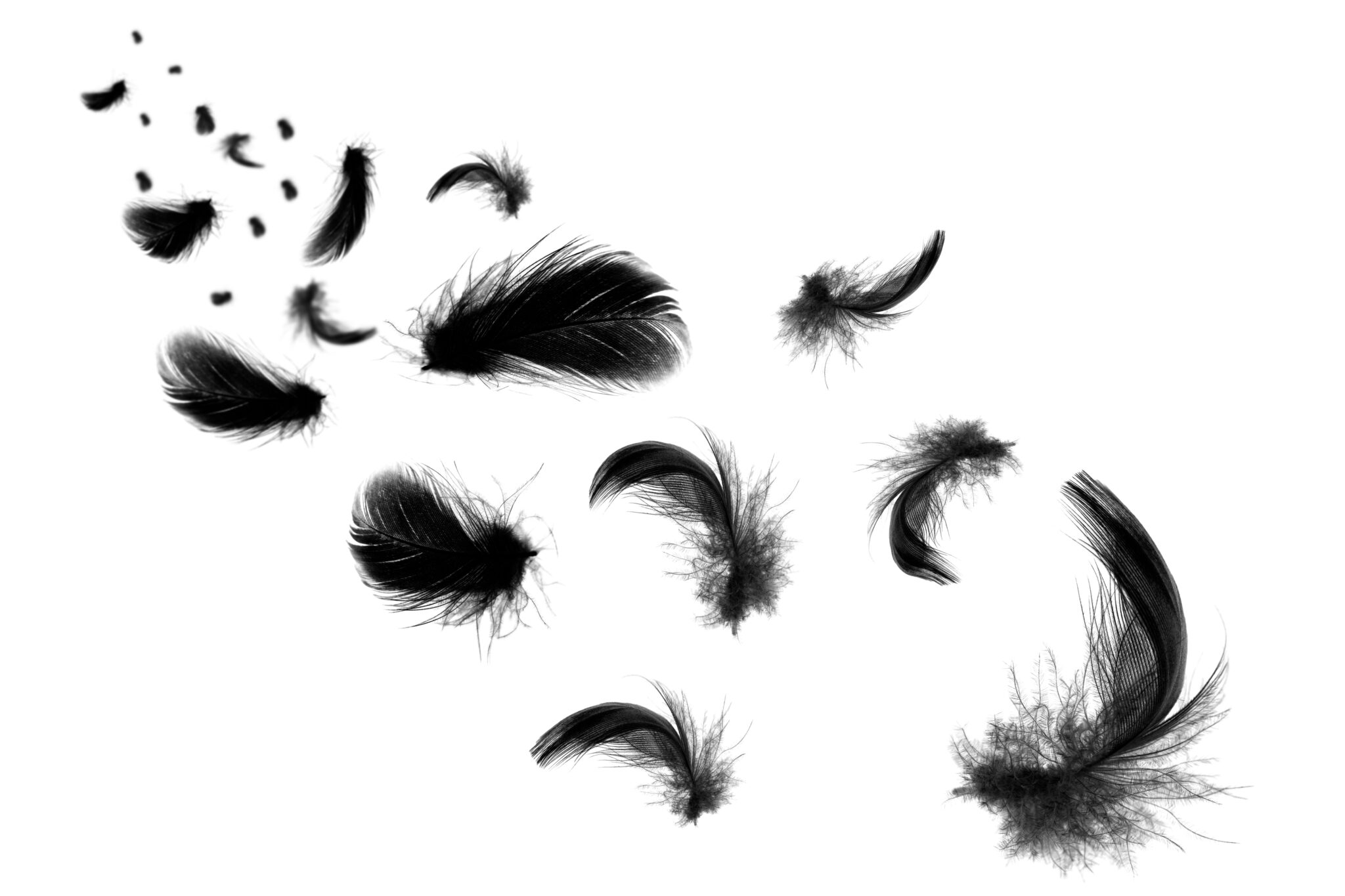 Plume noire voici la signification de ce symbole spirituel