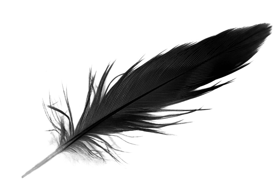 Plume noire voici la signification de ce symbole spirituel