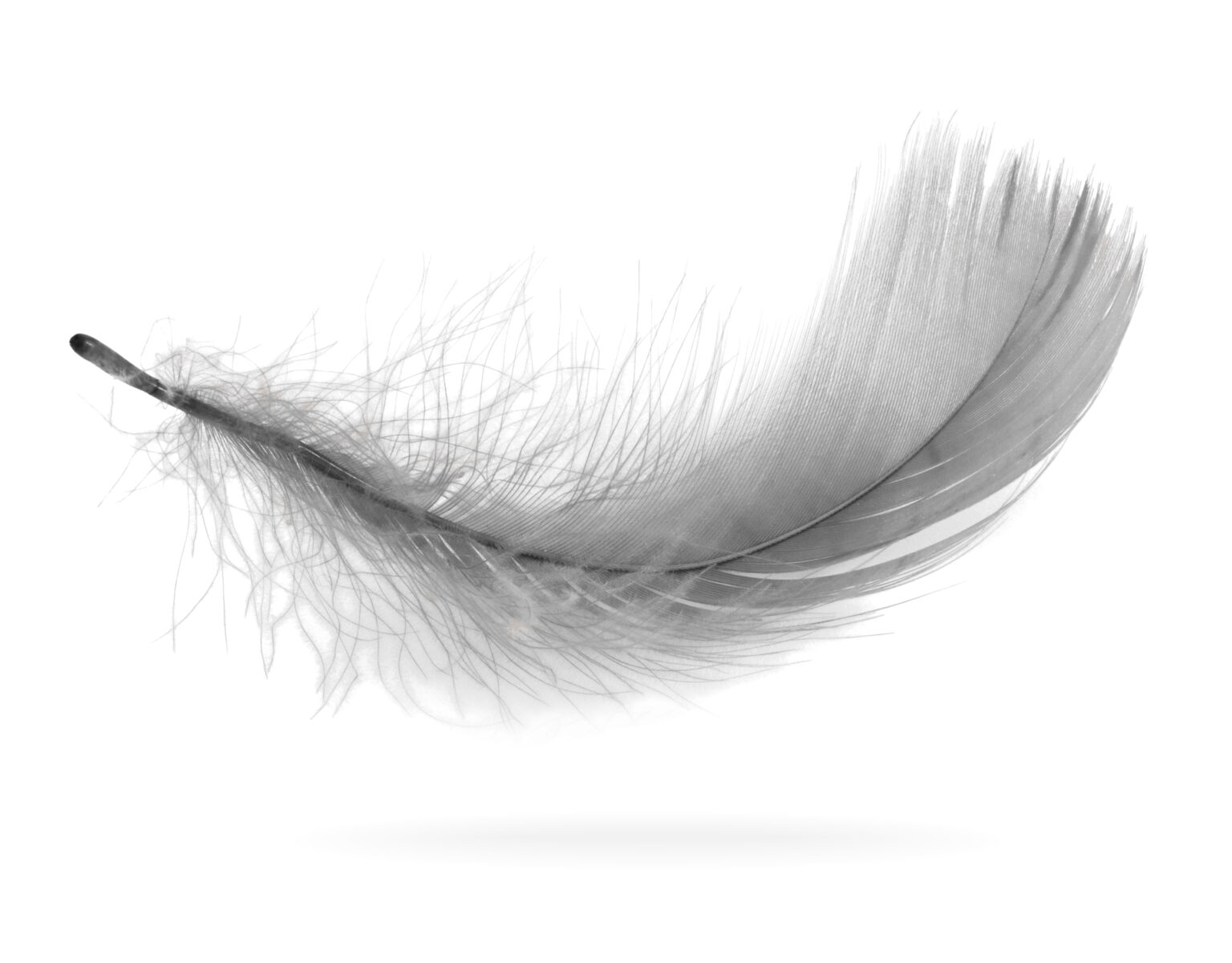 Anges gardiens quelle est la signification des plumes selon leur couleur
