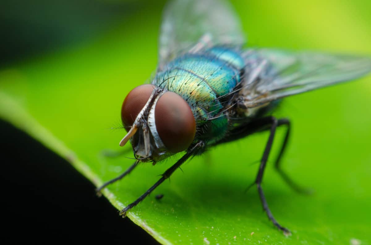 Quelle est la signification spirituelle d’une mouche dans la maison ?