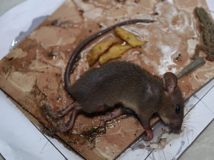 Souris Dans La Maison Signification Spirituelle Souris qui rentre dans la maison : quelle signification spirituelle