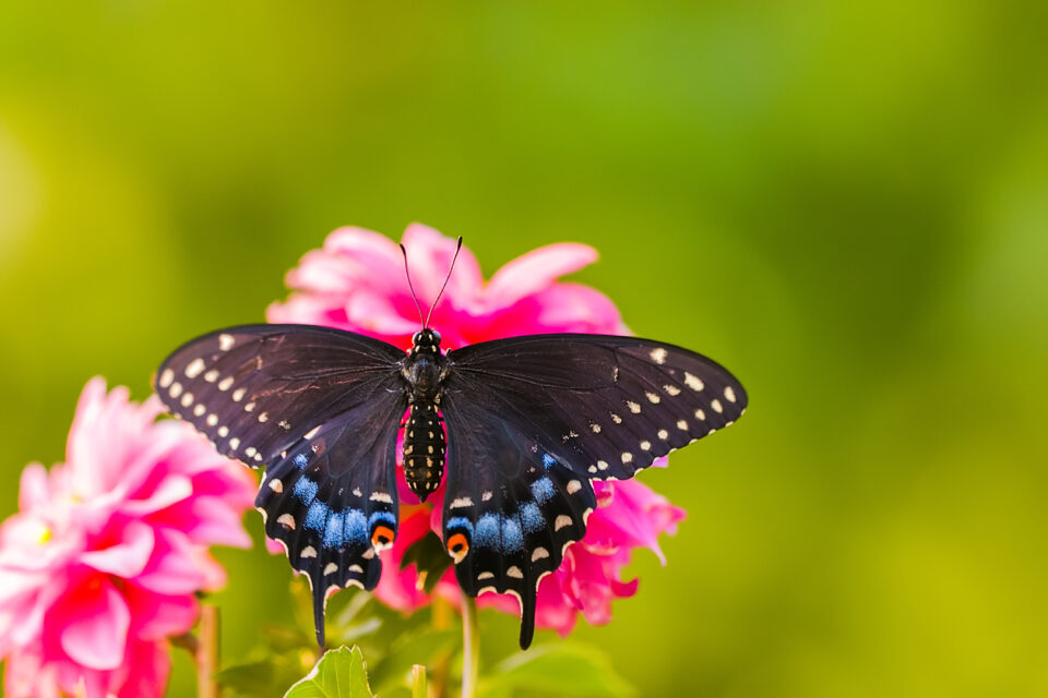 Quelle est la signification du papillon et de ses couleurs uniques