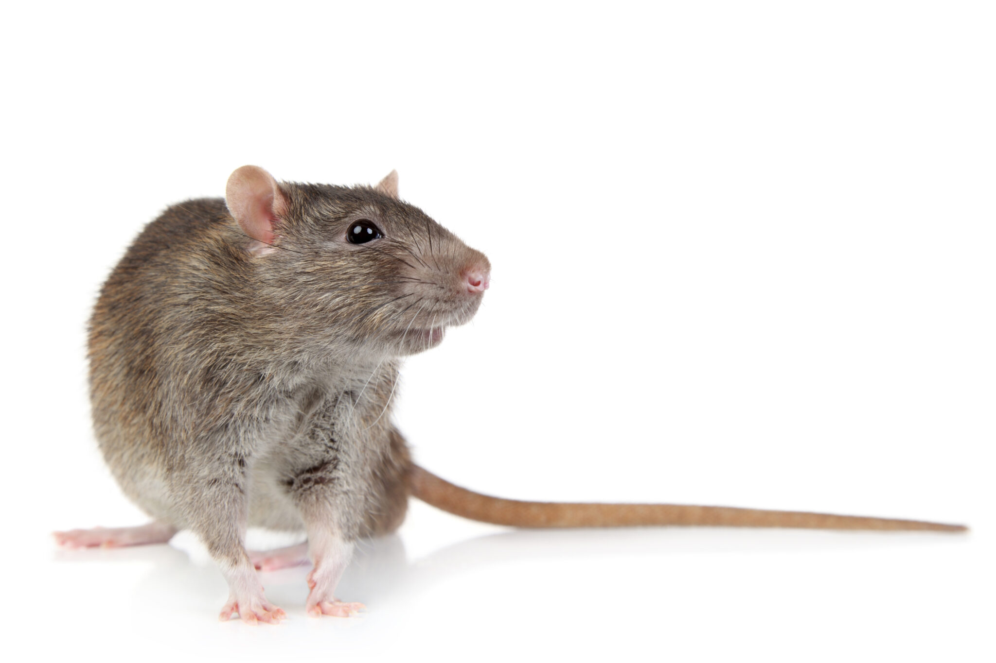 Souris qui rentre dans la maison quelle signification spirituelle
