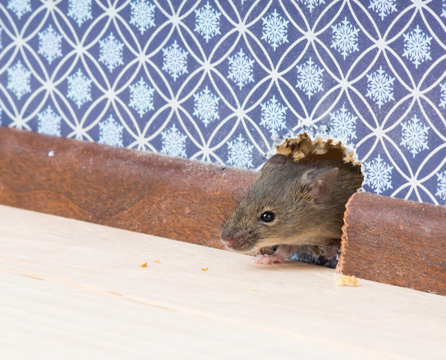 Souris qui rentre dans la maison quelle signification spirituelle