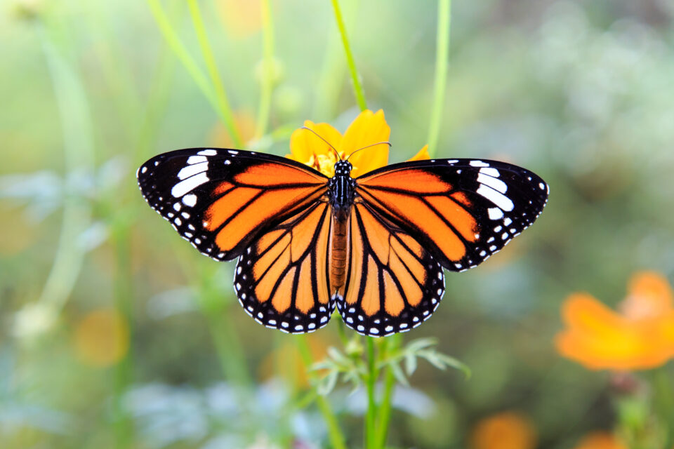 Quelle est la signification du papillon et de ses couleurs uniques