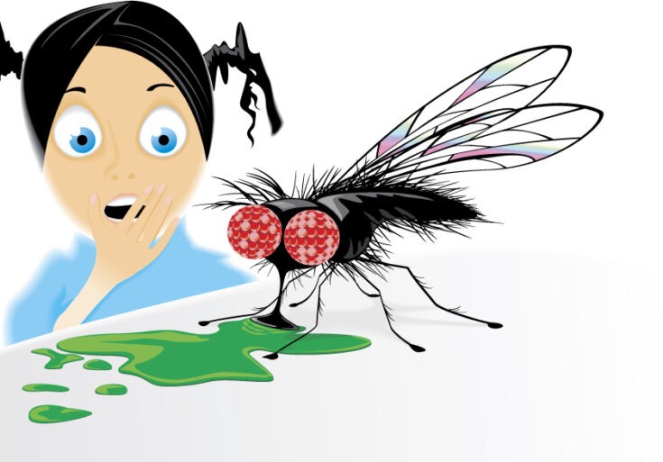 Quelle est la signification spirituelle d'une mouche dans la maison