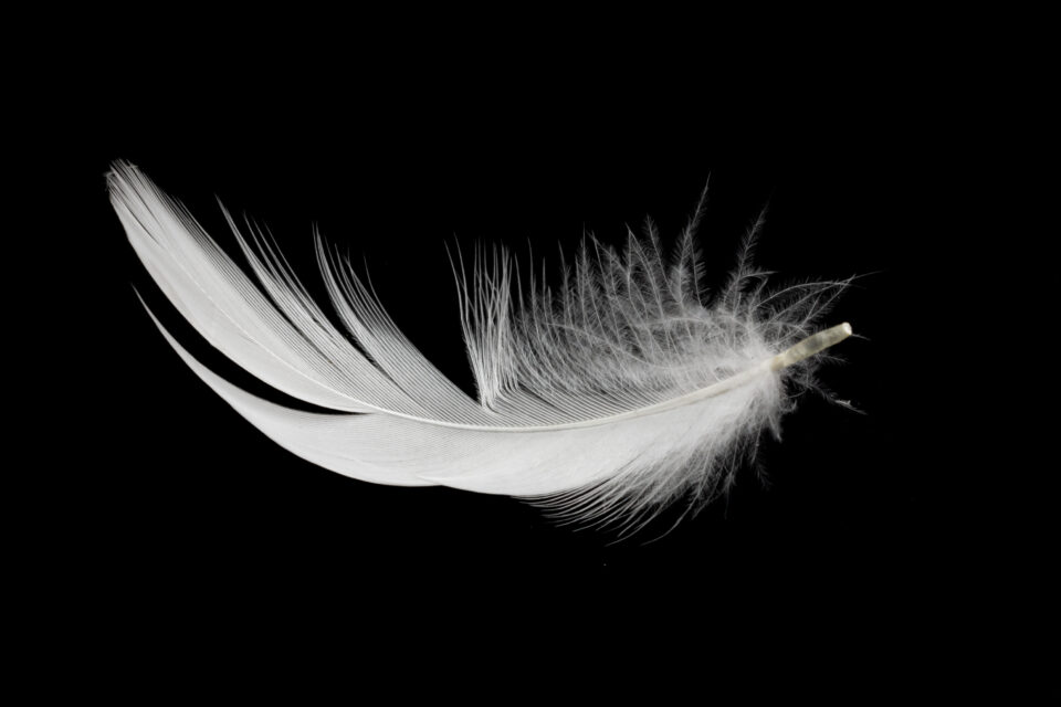 Plume blanche voici la signification de ce symbole spirituel