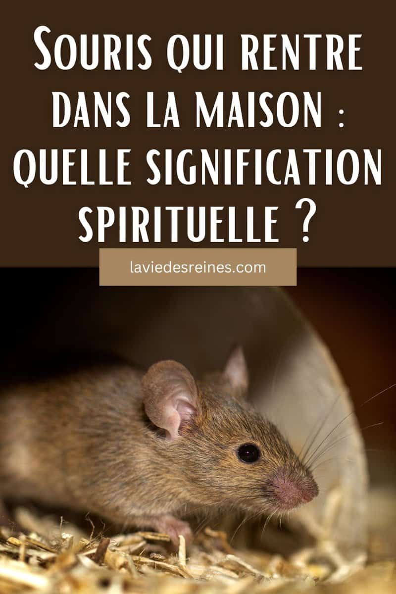 Souris qui rentre dans la maison quelle signification spirituelle