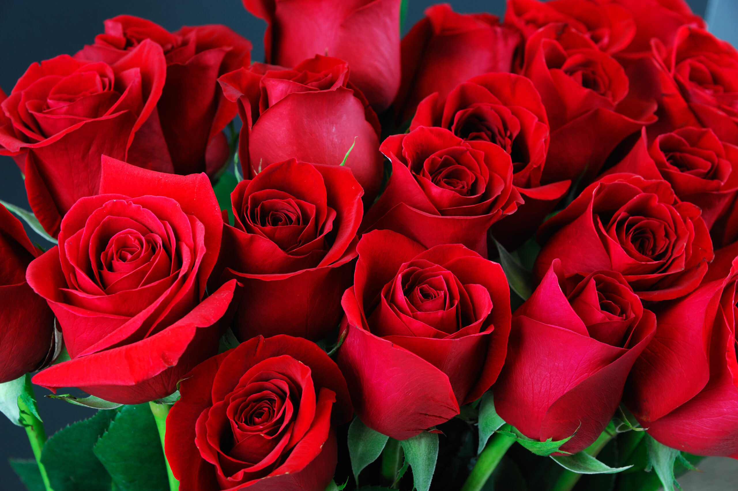 Le nombre de roses qu'un homme vous offre cache un secret...