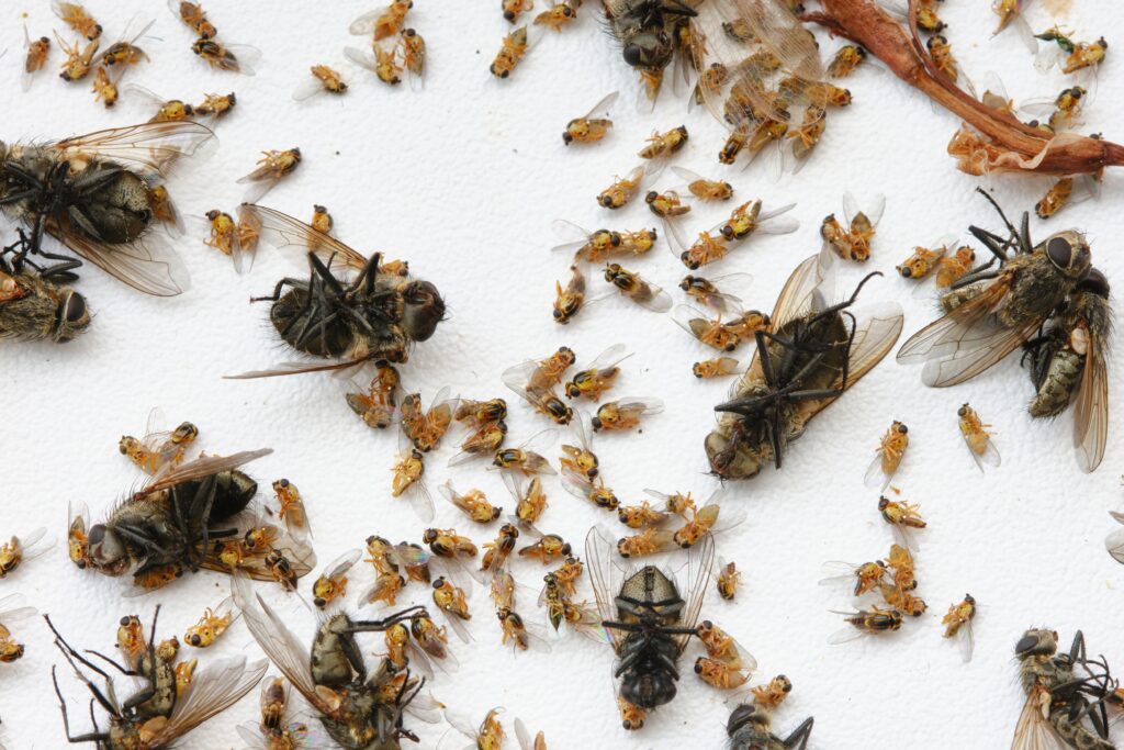 Quelle est la signification spirituelle d'une mouche dans la maison