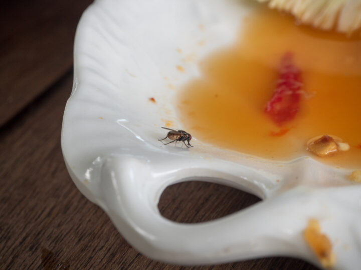 Quelle est la signification spirituelle d'une mouche dans la maison