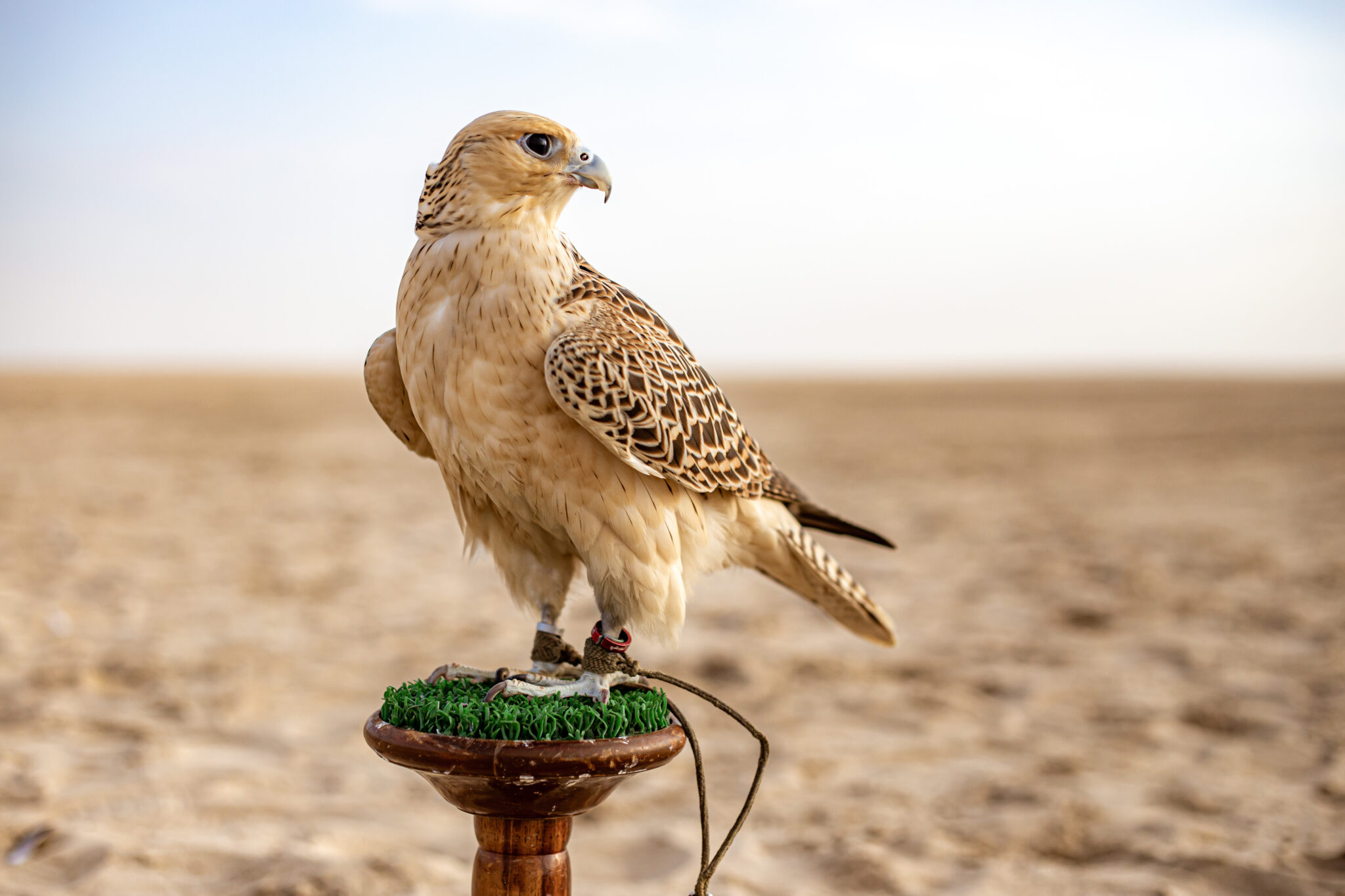 Quelle est la signification des oiseaux qui croisent votre chemin