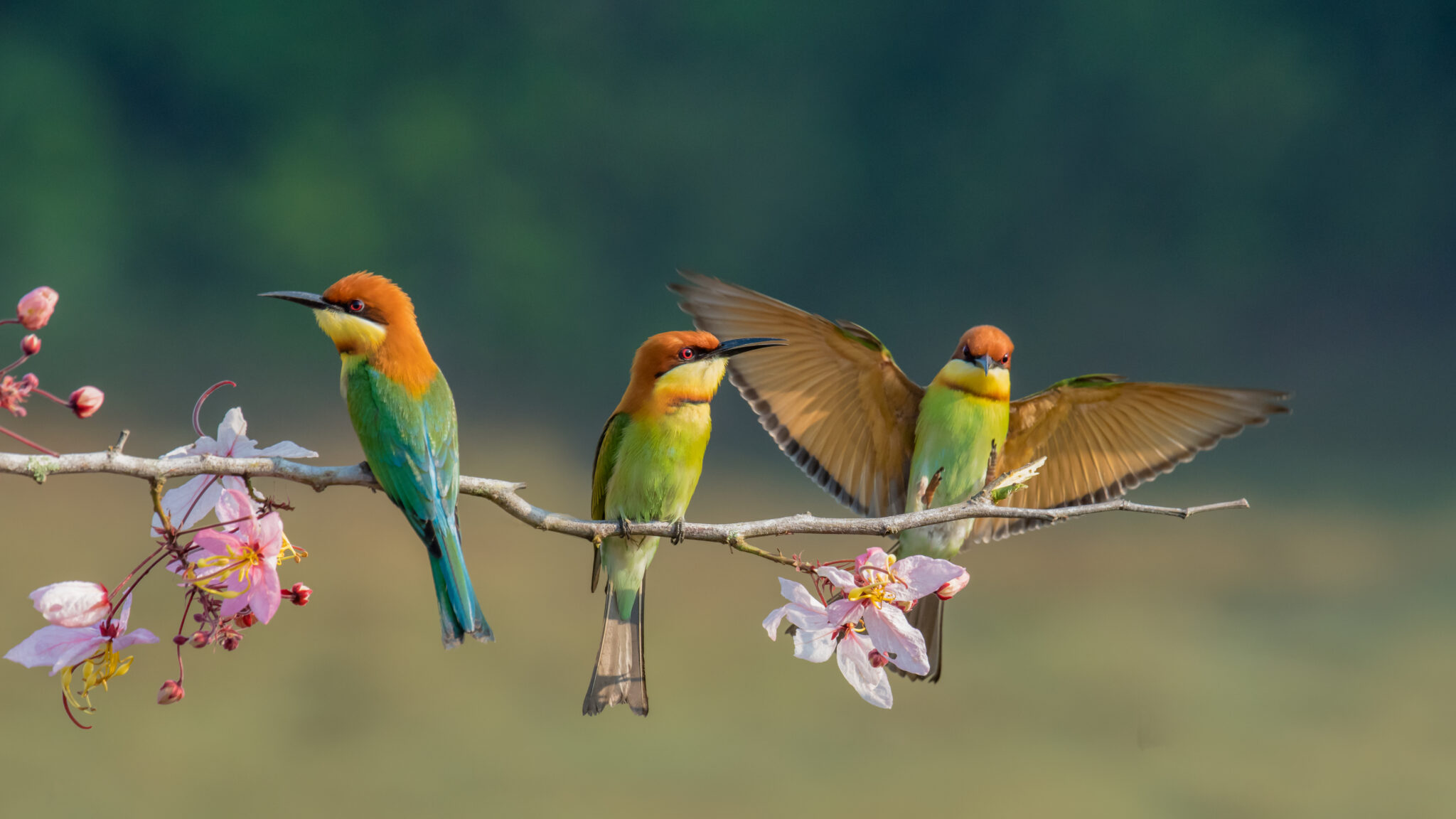 Quelle est la signification des oiseaux qui croisent votre chemin
