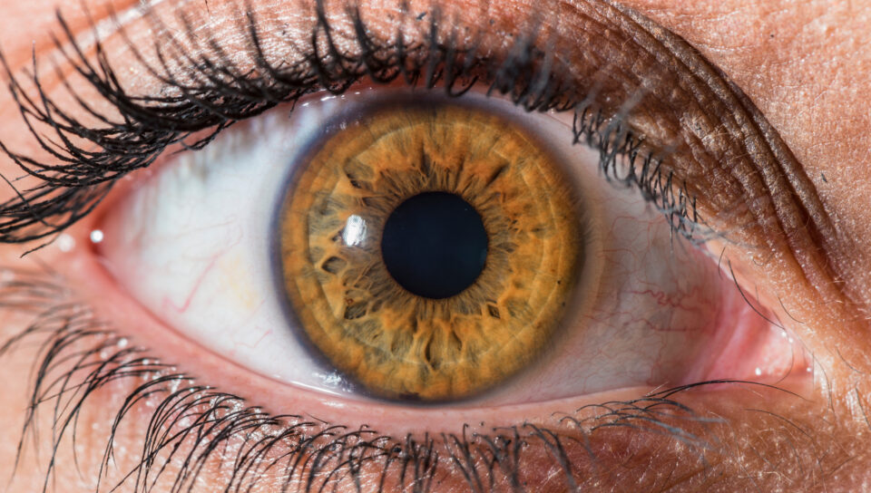 Couleur des yeux origine et rareté des yeux bleu, verts, noisette, etc.