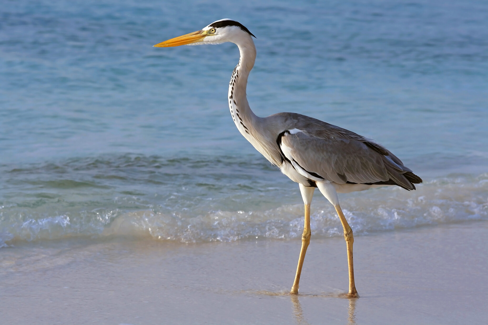 Quelle est la signification des oiseaux qui croisent votre chemin