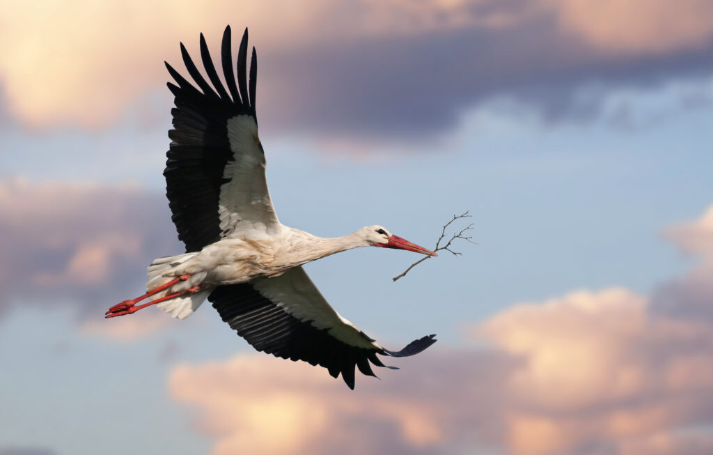 Quelle est la signification des oiseaux qui croisent votre chemin