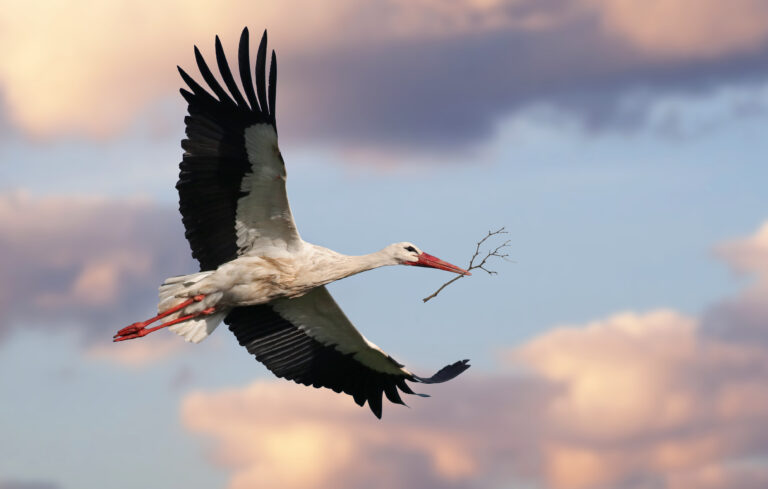 Quelle est la signification des oiseaux qui croisent votre chemin
