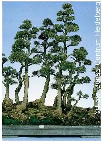 TROPICA - Pin australien (Casuarina equisetifolia)