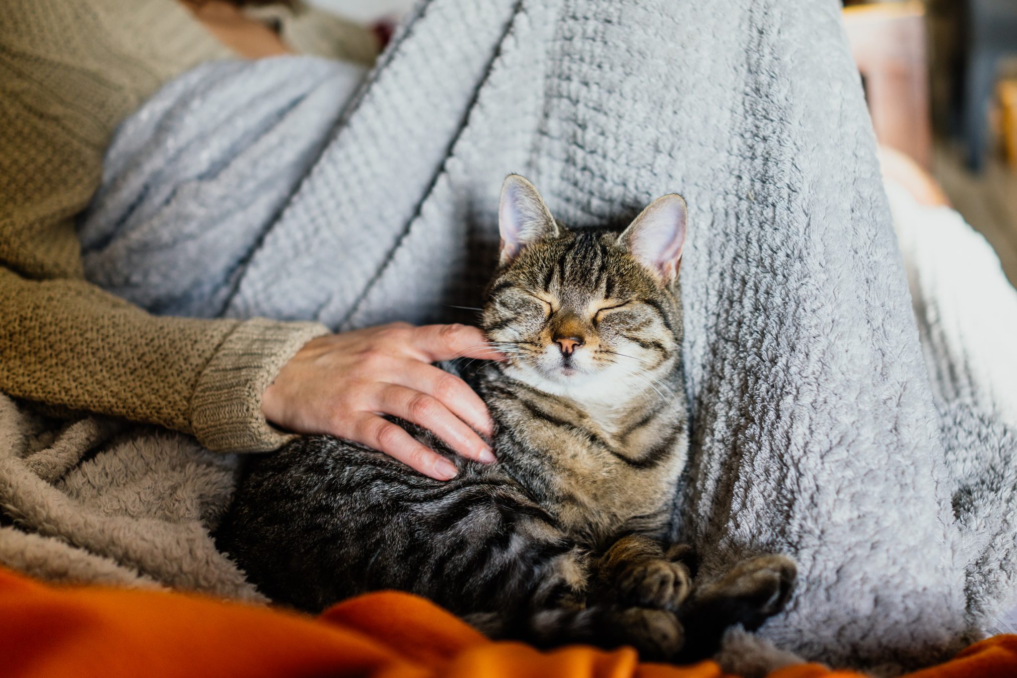 Rêver de chat en Islam : quelle est la signification cachée