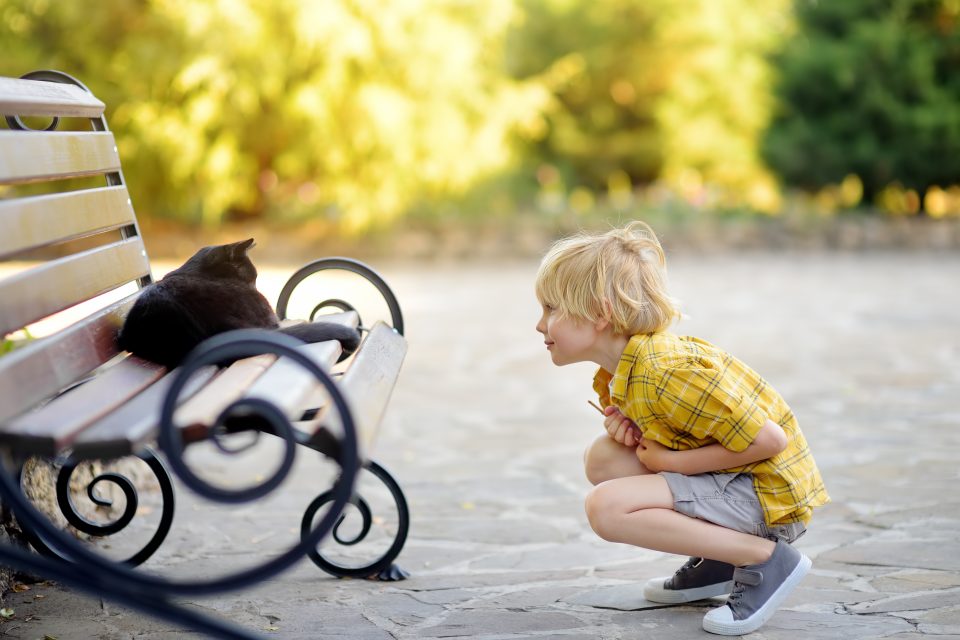 Rêver de chat en Islam quelle est la signification cachée