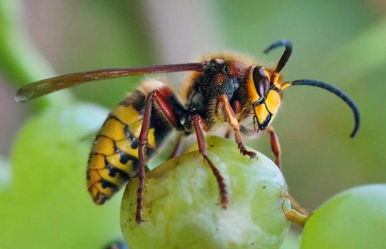 Frelon dans la maison : quelle est la signification spirituelle cachée
