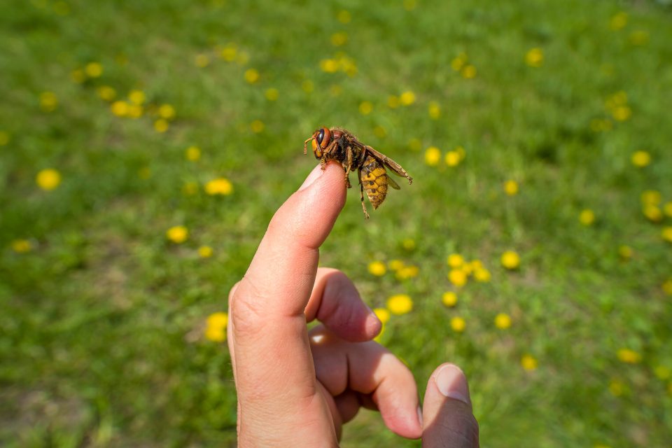 Frelon dans la maison : quelle est la signification spirituelle cachée