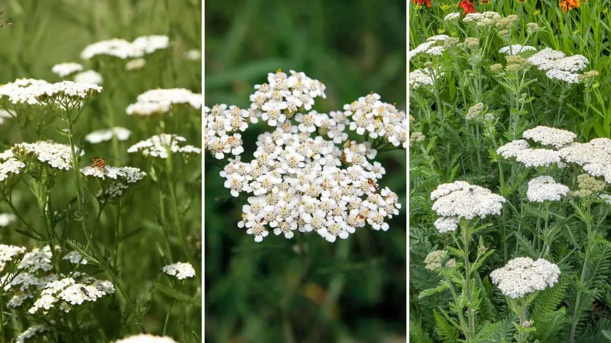 Yarrow