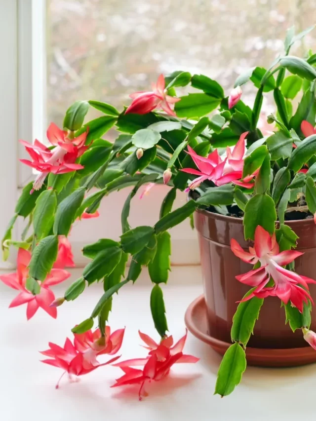 Arroser Un Cactus De Noël De La Bonne Façon