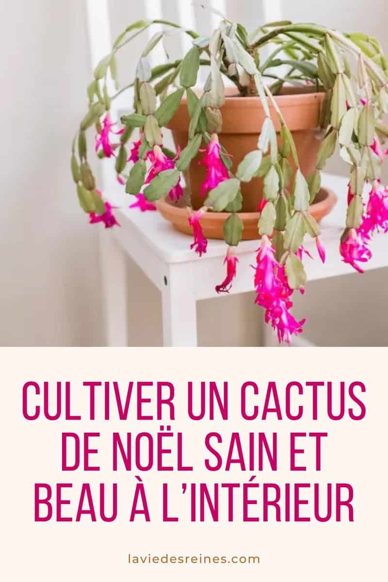 Cultiver un cactus de Noël sain et beau à l'intérieur (guide étape par — free download
