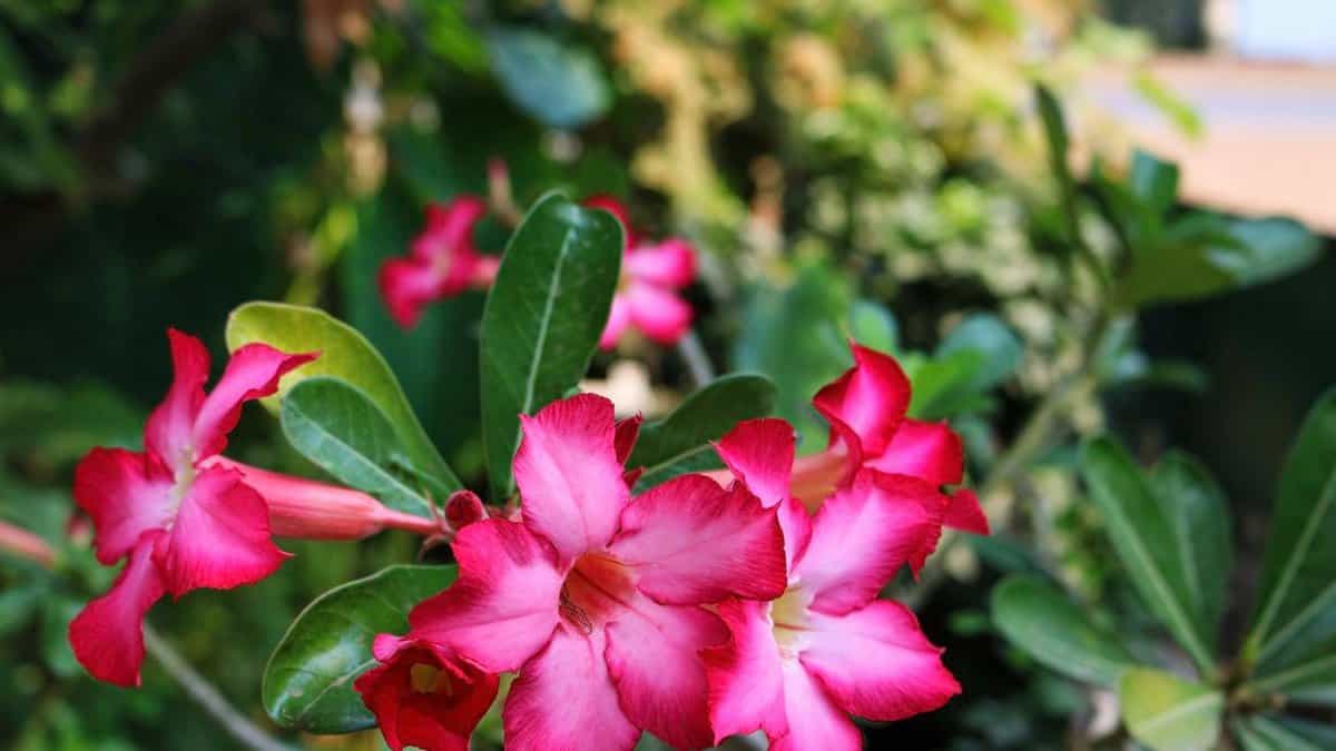 Conseils sur l'arrosage des roses du désert — free download