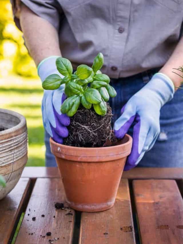 Woman,Planting,Basil,Herb,Into,Flower,Pot,On,Table,In