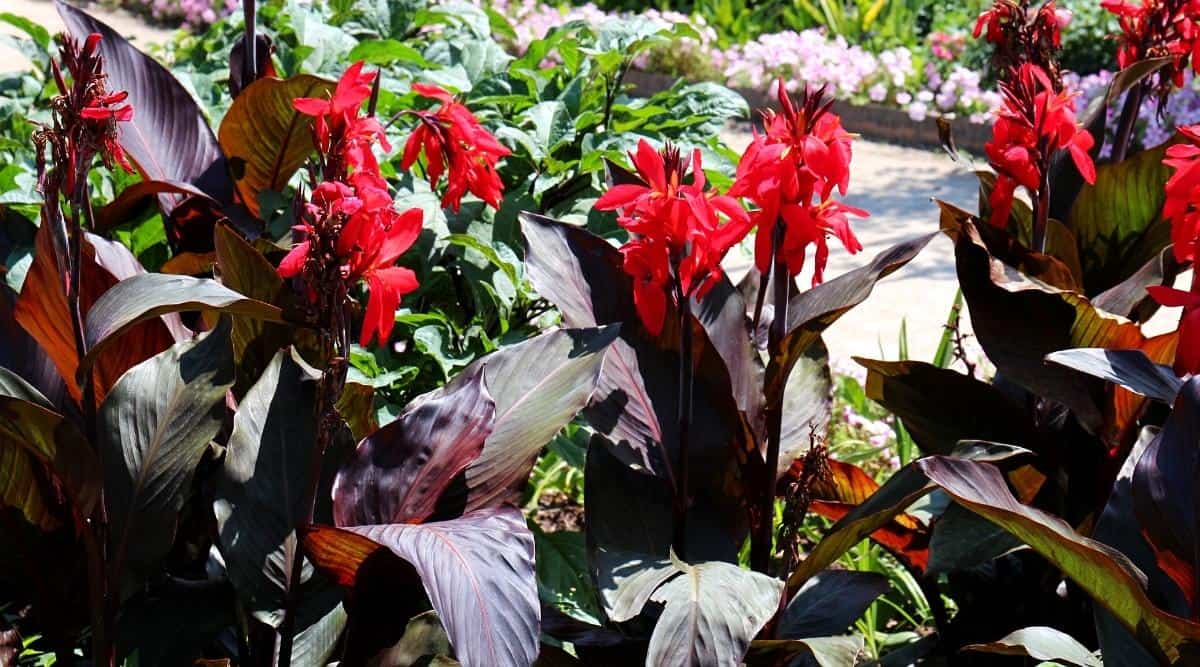Soins des lys Canna Planter, cultiver et soigner les lys Canna — free download