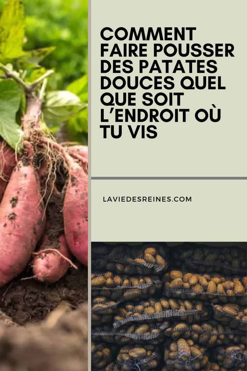 Comment faire pousser des patates douces quel que soit l'endroit où tu vis — free download