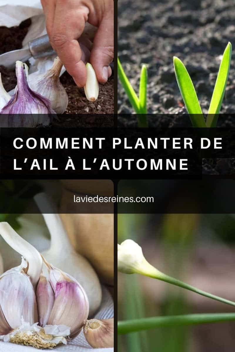 Comment planter de l'ail à l'automne