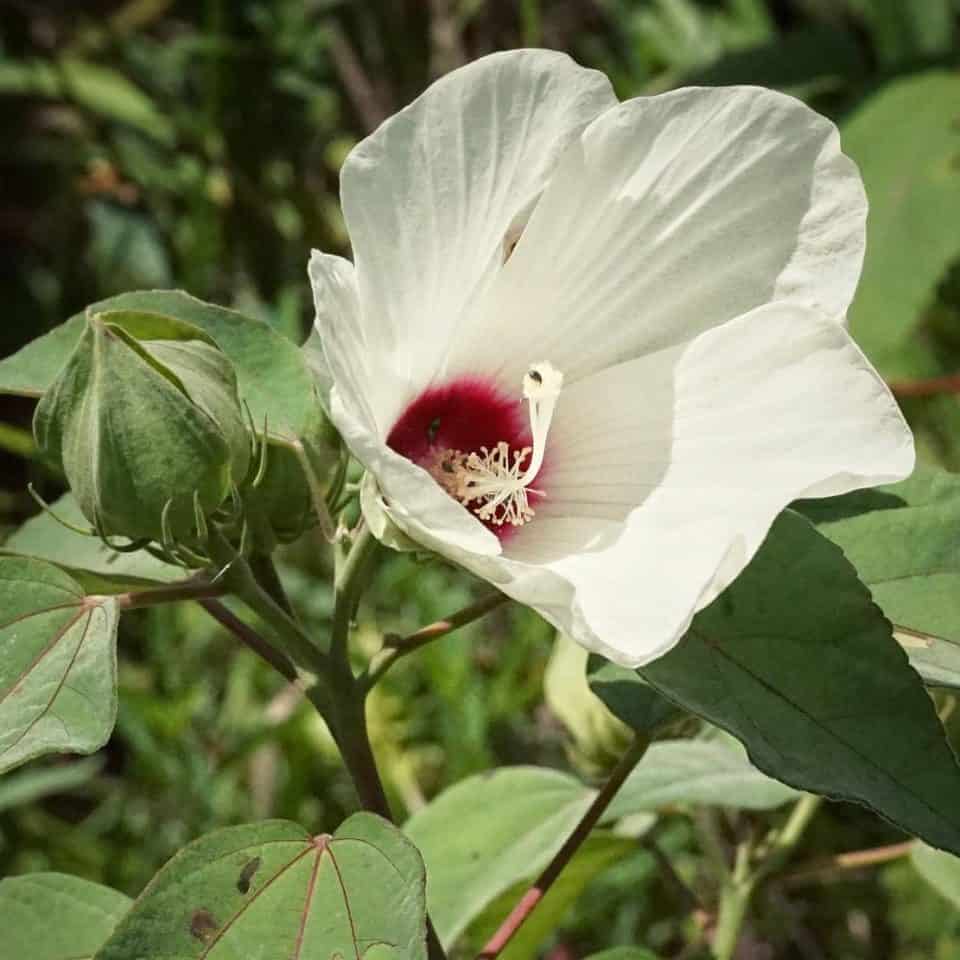 25 Graines D'Hibiscus Des Marais - Fleurs Géantes Colorées Pour Jardin - Méthode BIO