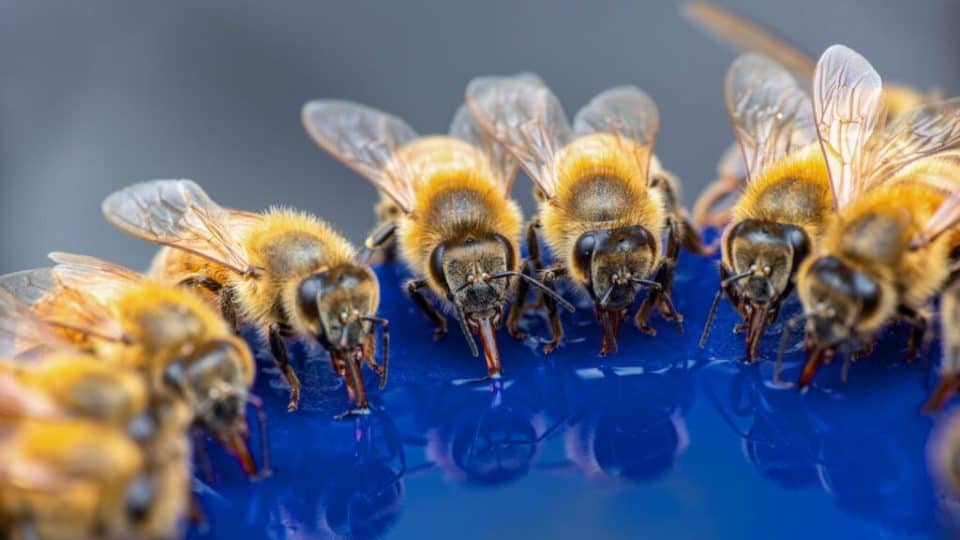 Poggapp 6 Pièces Station Abreuvoir Abeilles - Mangeoire Ruche Facile à Installer