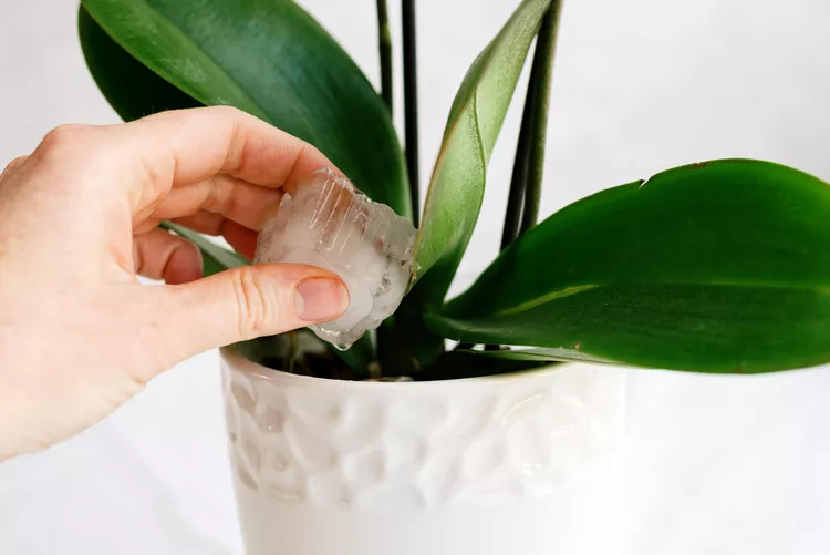 6 Astuces populaires qui tuent en fait tes plantes d’intérieur