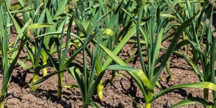 20 Légumes et fleurs à cultiver à l’automne