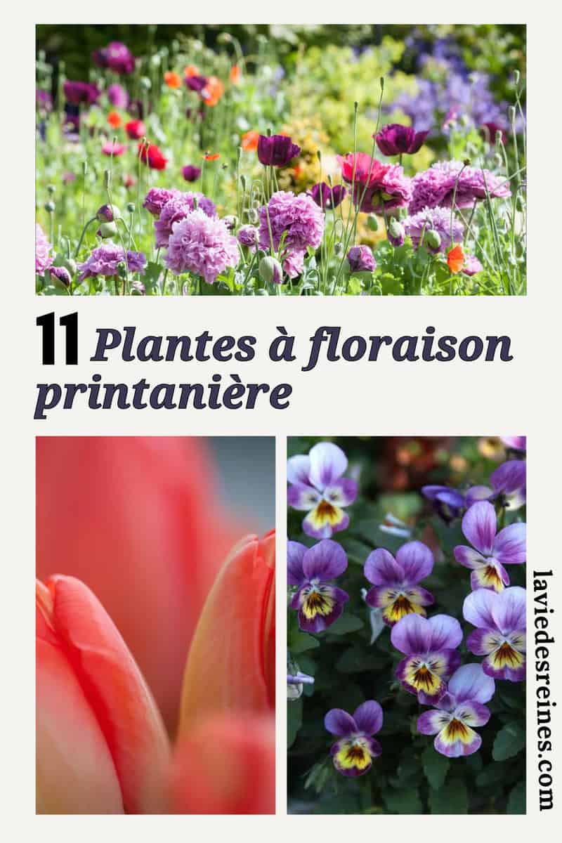 11-plantes-floraison-printani-re-n-cessitant-peu-d-entretien