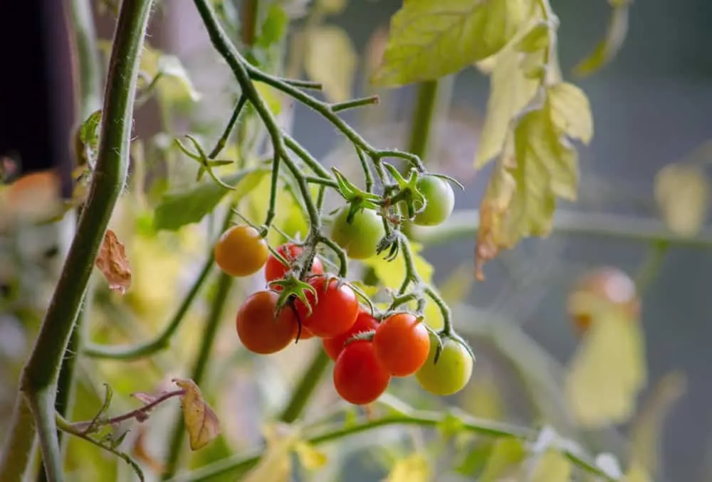 Comment cultiver des tomates à l envers à l aide de bouteilles en plastique