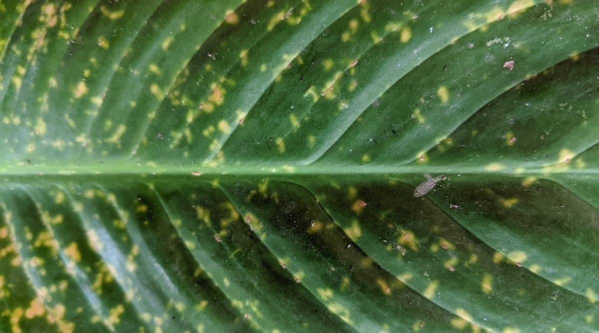 Close Up of Spotted Yellow Houseplant Leaf