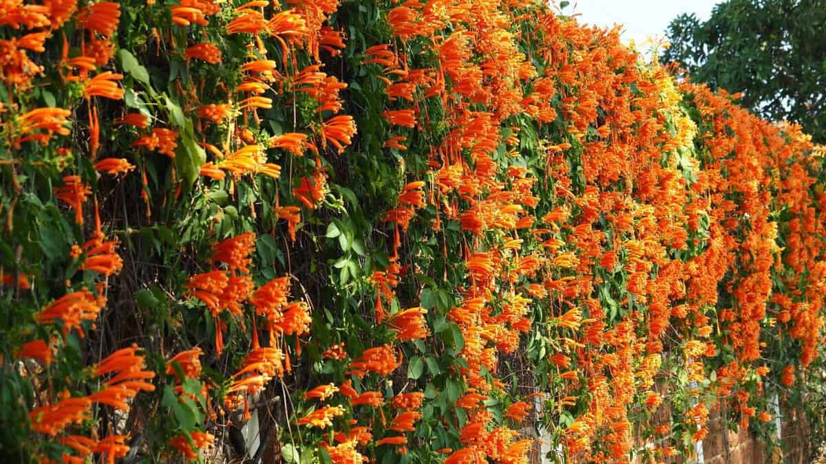 Comment faire pousser un brise-vue comestible et 50 plantes à inclure