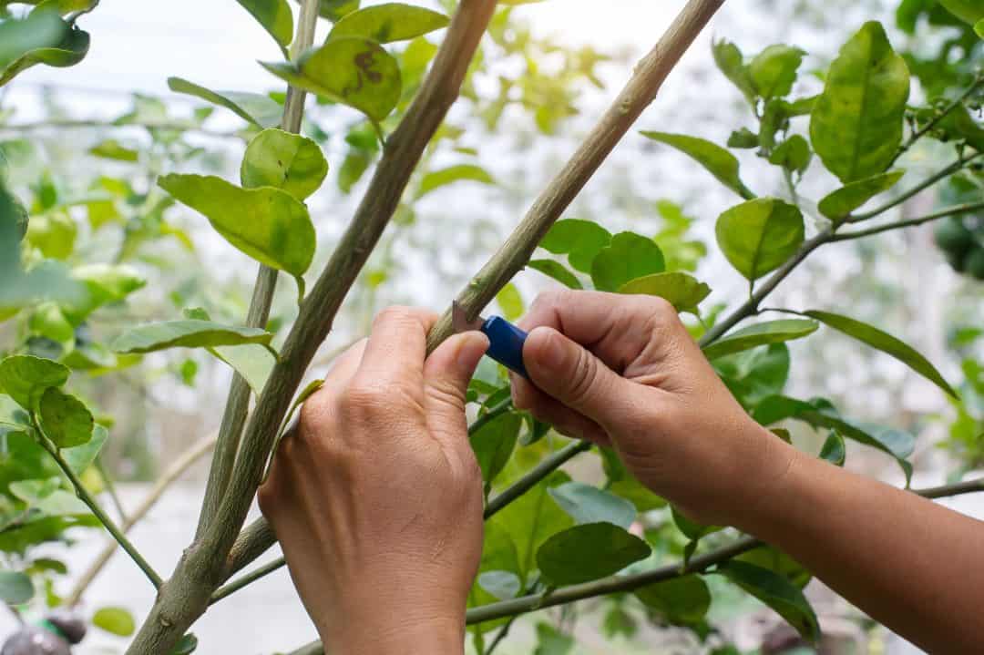 Calendrier De Greffage Des Arbres Fruitiers Pdf Guide pour un greffage correct et efficace des arbres