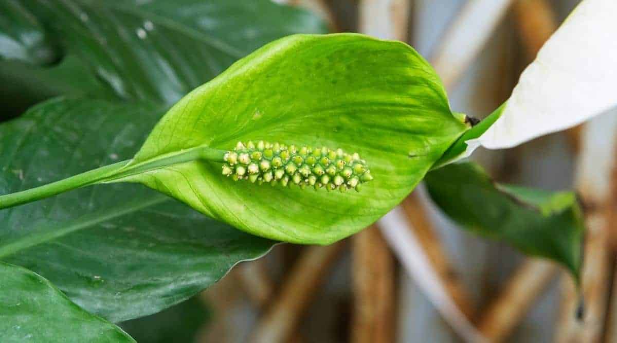 Green Flower Growing on Common Houseplant