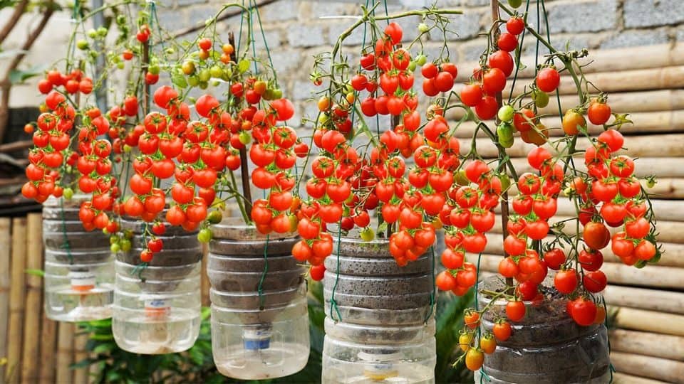 Comment cultiver des tomates à l'envers à l'aide de bouteilles en plastique — free download