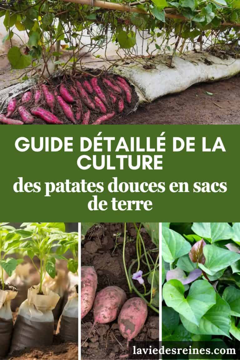 Guide détaillé de la culture des patates douces en sacs de terre — free download