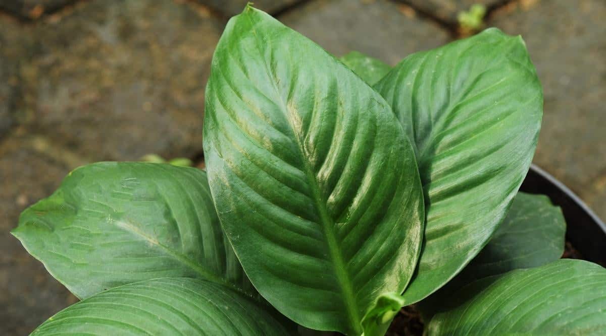 Houseplant With No Flowers